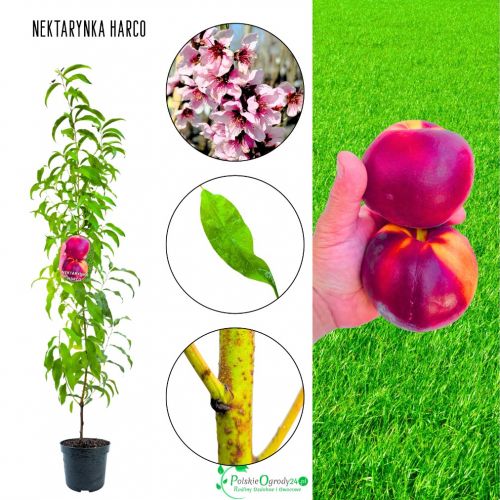 Nektarynka Harco mrozoodporna odmiana 100-150 cm