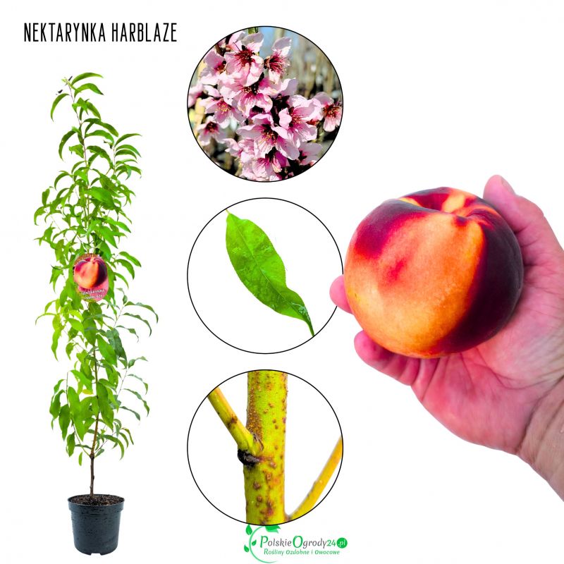 Nektarynka Harblaze regularne owocowanie 180-220 cm