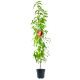 Nektarynka Harblaze samopylna nektaryna 100-150 cm