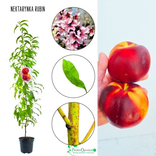 Nektarynka Rubin duża słodka nektaryna 100-150 cm