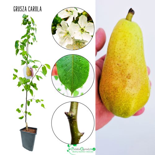 Grusza Carola Karola jesienna odmiana 100-150 cm
