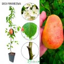 Grusza Pomarańczówka sadzonka mrozoodporna 100-150 cm