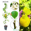 Grusza Blanka Blanca drzewko na działkę 180-220 cm