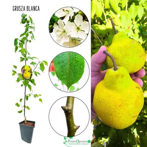 Grusza Blanka Blanca drzewko na działkę 180-220 cm