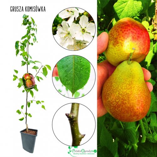 Grusza Komisówka deserowa jesienna sadzonka 100-150 cm
