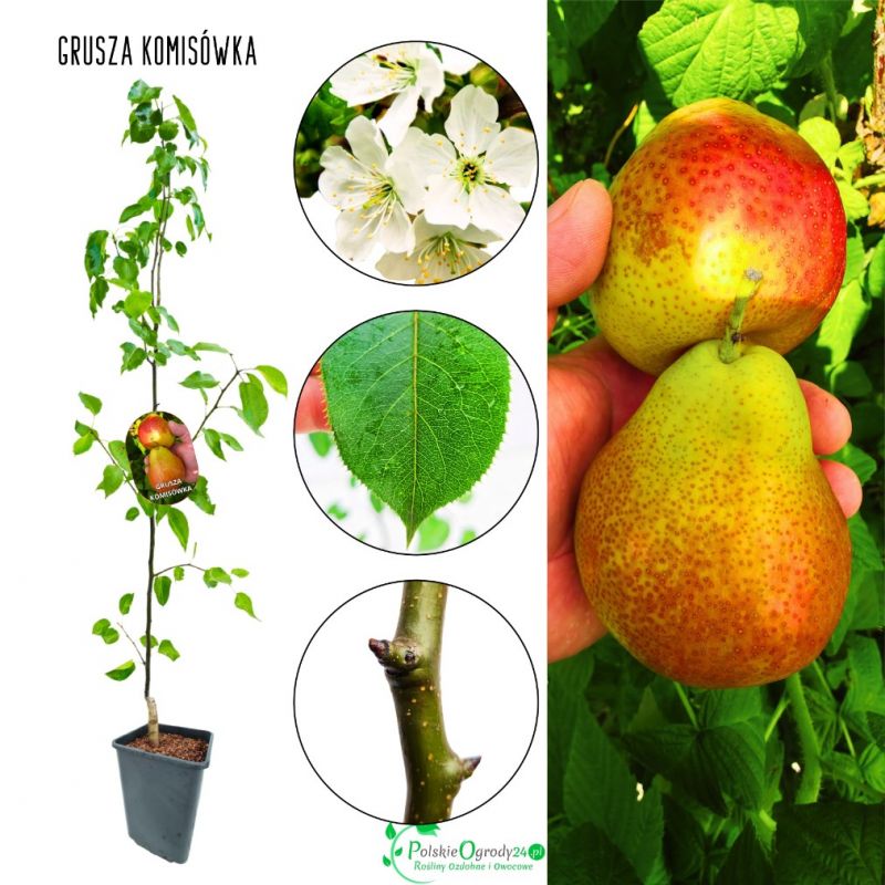 Grusza Komisówka deserowa jesienna sadzonka 180-220 cm