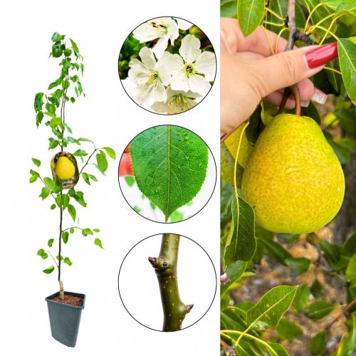 Grusza Klapsa gruszki do świeżego spożycia 180-220 cm