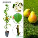 Grusza Arbuzowa plenna odmiana deserowa 100-150 cm