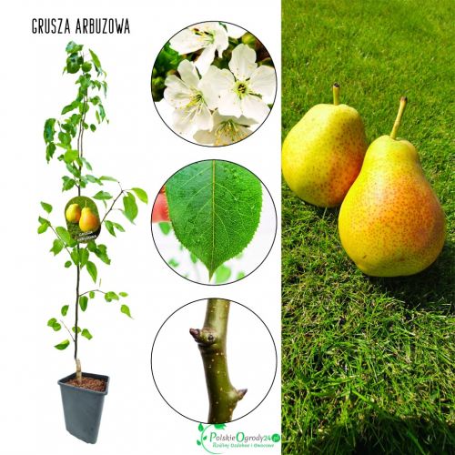 Grusza Arbuzowa odmiana deserowa plenna 180-220 cm