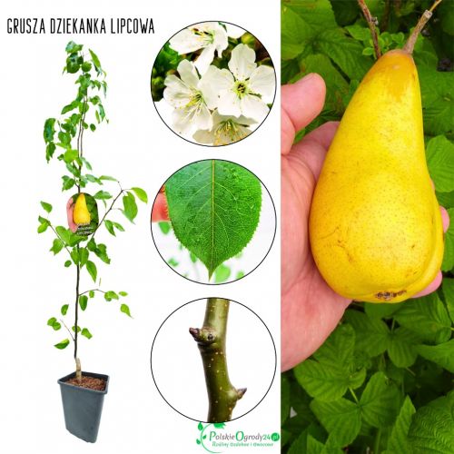 Grusza Dziekanka Lipcówka sadzonka Lipcowa 180-220 cm