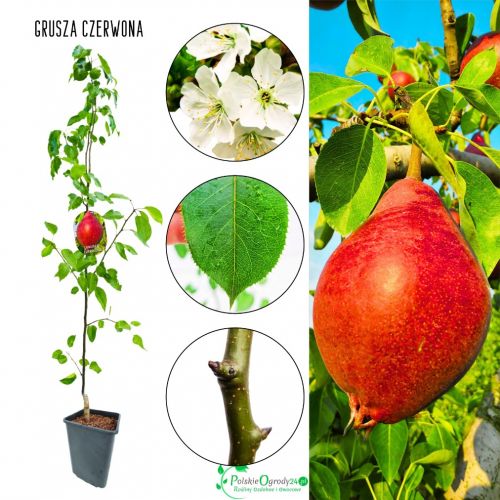 Grusza Czerwona plenna odmiana odporna 100-150 cm