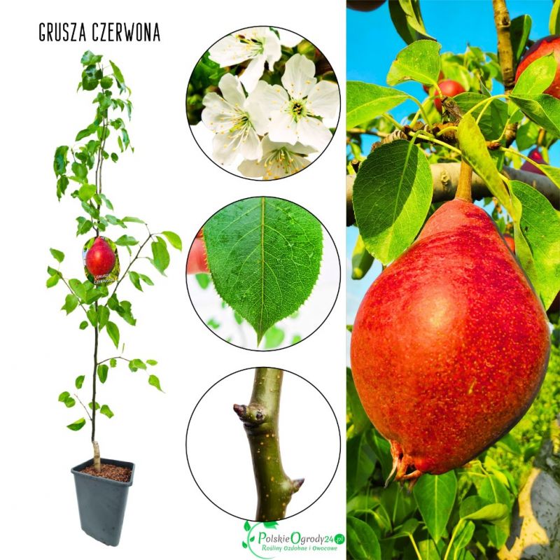 Grusza Czerwona odporna plenna odmiana 180-220 cm