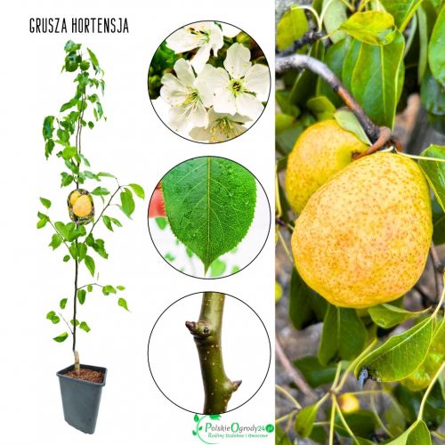 Grusza Hortensja obfite plonowanie soczysta 180-220 cm