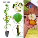 Grusza Chińska chrupiące soczyste owoce 180-220 cm