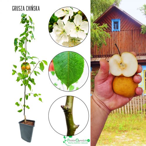 Grusza Chińska chrupiące soczyste owoce 180-220 cm