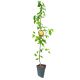 Grusza Hortensja obfite plonowanie soczysta 180-220 cm