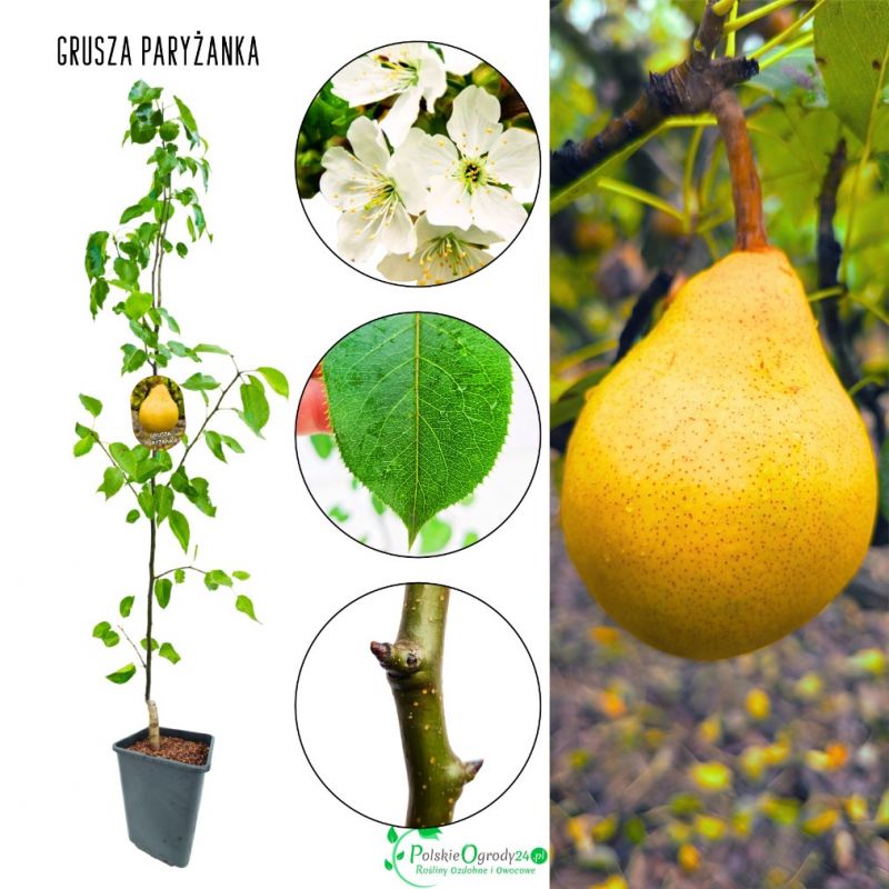 Grusza Paryżanka aromatyczne soczyste owoce 100-150 cm