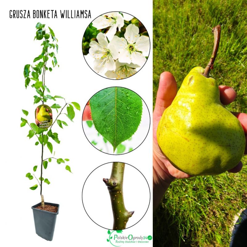 Grusza Bonkreta Williamsa późne dojrzewanie 100-150 cm
