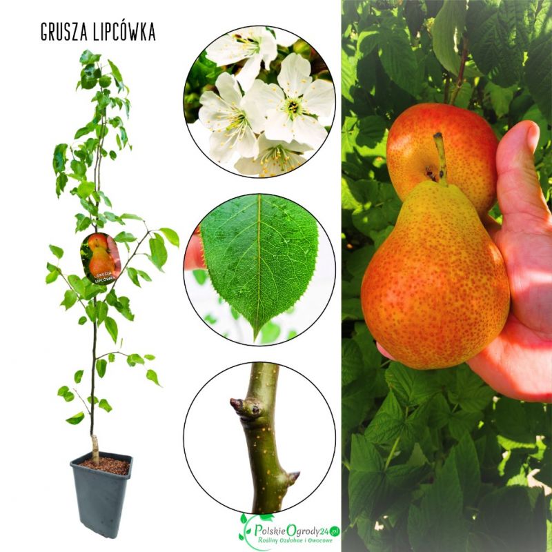Grusza Lipcówka bardzo wczesne dojrzewanie 100-150 cm