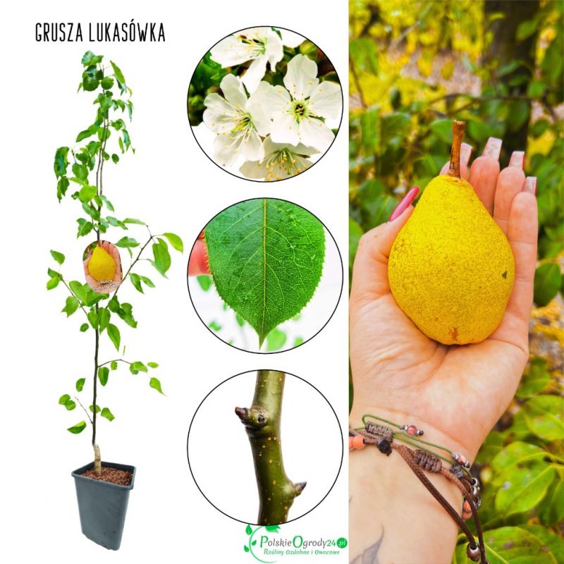 Grusza Lukasówka późne dojrzewanie duże owoce 180-220 cm