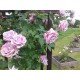 RÓŻA PNĄCA K. KL I 30-50 CM