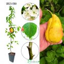Grusza Xenia odmiana odporna na mróz 180-220 cm