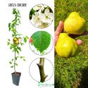 Grusza Concorde deserowa odmiana odporna 100-150 cm