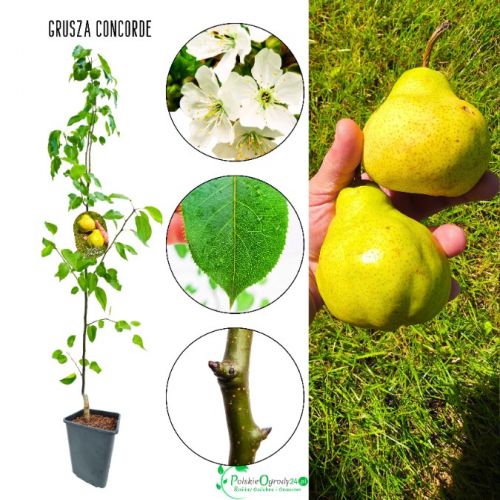 Grusza Concorde regularne obfite plony 180-220 cm