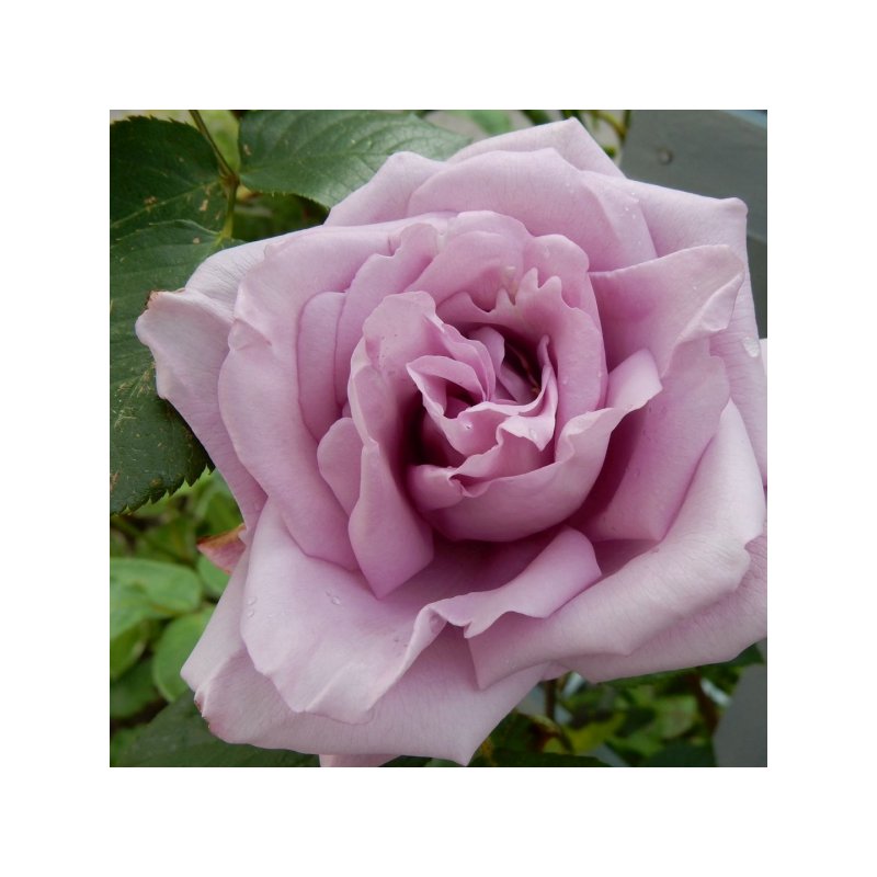 RÓŻA PNĄCA K. KL I 30-50 CM