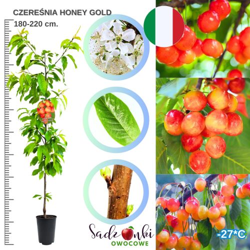 Czereśnia Honey Gold deserowa bardzo wczesna 180-220 cm