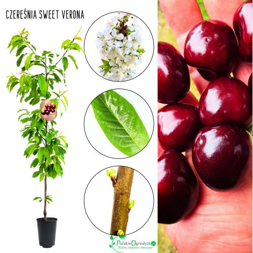 Czereśnia Sweet Verona wczesna samopylna 100-150 cm