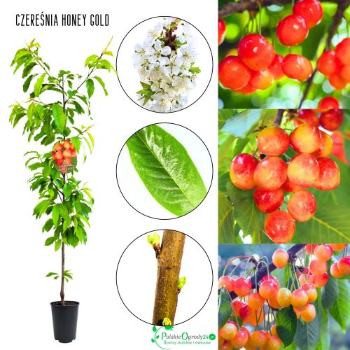 Czereśnia Honey Gold bardzo wczesna deserowa 100-150 cm