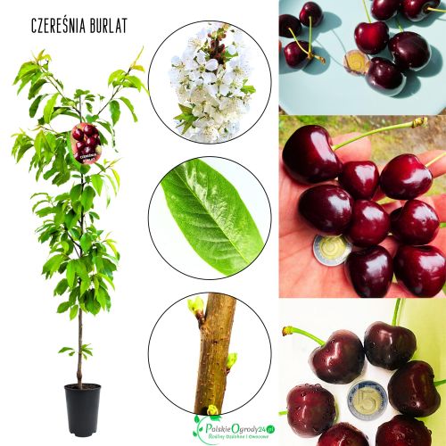 Czereśnia Burlat bardzo wczesna ogromne owoce 100-150 cm
