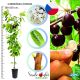 Czereśnia Kordia duże owoce odporna na mróz 180-220 cm