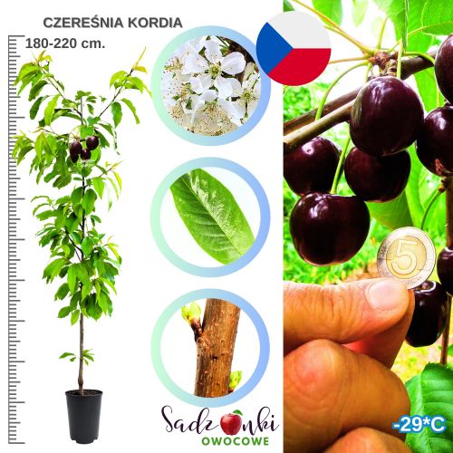 Czereśnia Kordia duże owoce odporna na mróz 180-220 cm