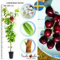 Czereśnia Rivan soczyste owoce szybko owocuje 180-220 cm