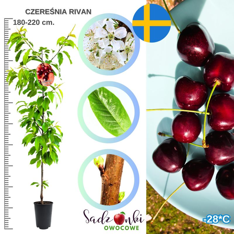 Czereśnia Rivan soczyste owoce szybko owocuje 180-220 cm