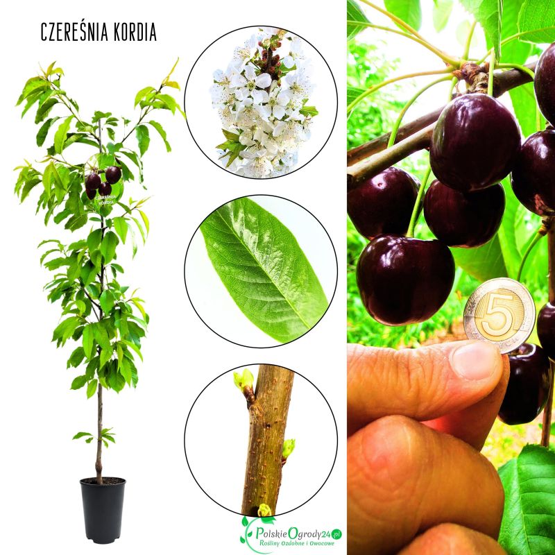 Czereśnia Kordia duże owoce odporna na mróz 180-220 cm