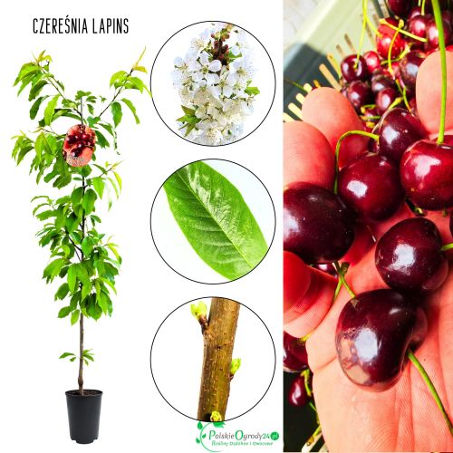 Czereśnia Lapins szybki wzrost samopylna 100-150 cm