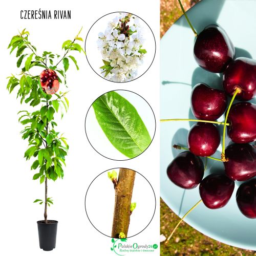 Czereśnia Rivan szybko owocuje soczyste owoce 100-150 cm