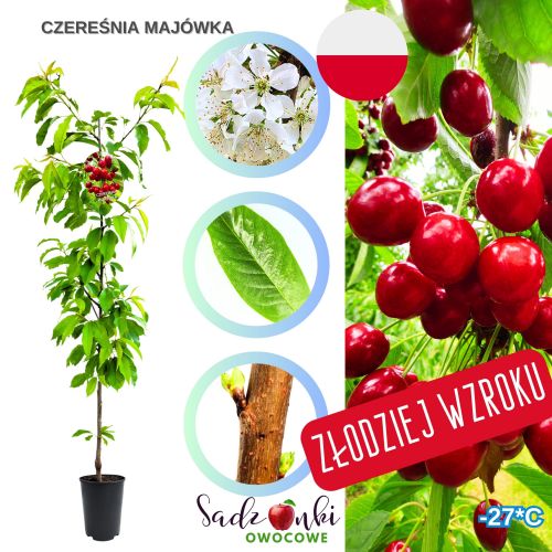 Czereśnia Majówka soczyste owoce mrozoodporna 100-150 cm