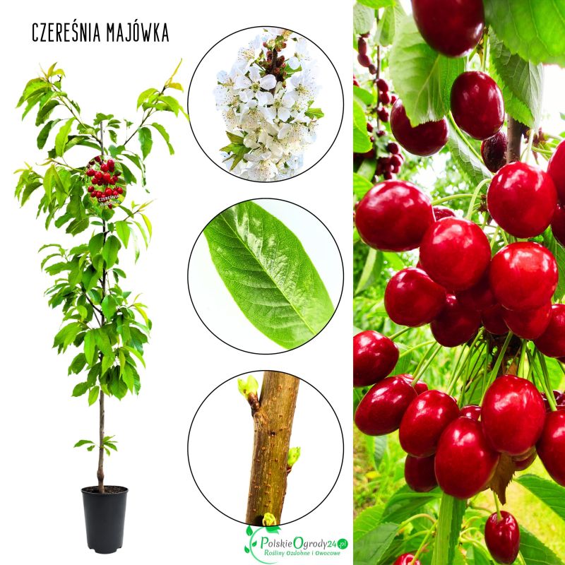 Czereśnia Majówka soczyste owoce mrozoodporna 100-150 cm