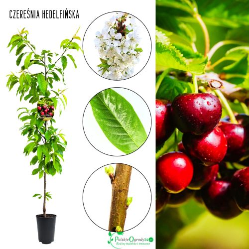 Czereśnia Hedelfińska wydajna odmiana na przetwory 100-150 cm