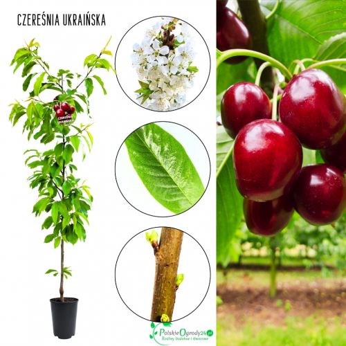 Czereśnia Ukraińska odporna na mróz owoce deserowe 100-150 cm