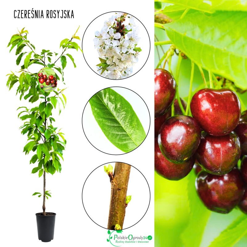 Czereśnia Rosyjska najlepsza czereśnia mrozoodporna 100-150 cm