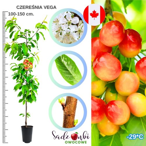 Czereśnia Vega jędrne deserowe smaczne owoce 100-150 cm