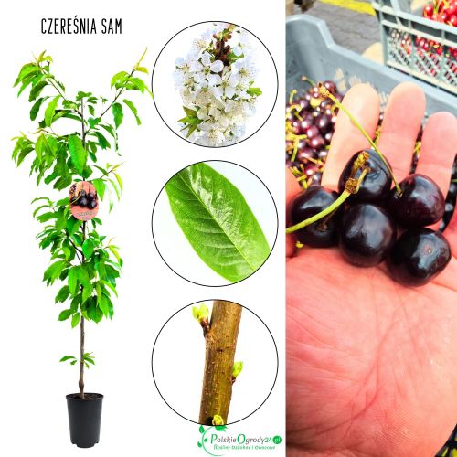 Czereśnia Sam obficie i regularnie owocuje 100-150 cm