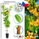 Czereśnia Bianca łatwa uprawa duże plony 180-220 cm