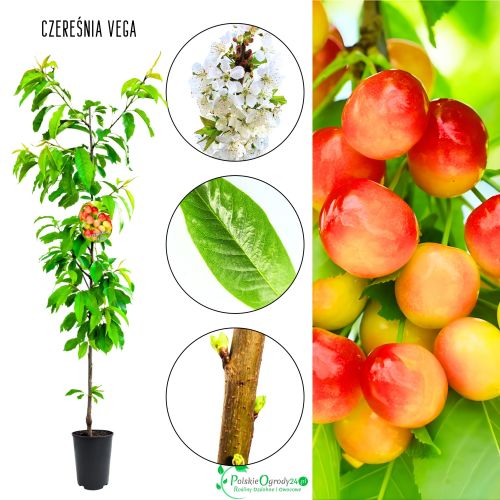 Czereśnia Vega silnie rosnące drzewo owocowe 180-220 cm