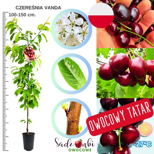 Czereśnia Vanda łatwa uprawa silny wzrost 100-150 cm